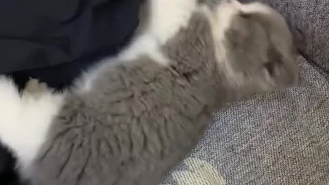 Angry Cute kitten
