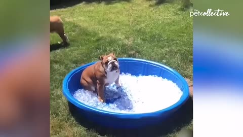 Try Not to Laugh CHALLENGE | 30 Minutes of Funny Dogs