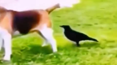 These Funny Animals Videos Will Make Your Day