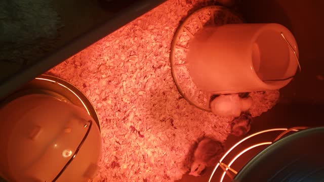 First Chicks