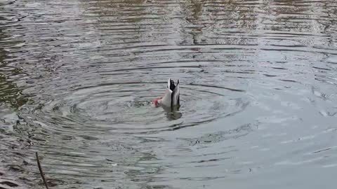 funny duck