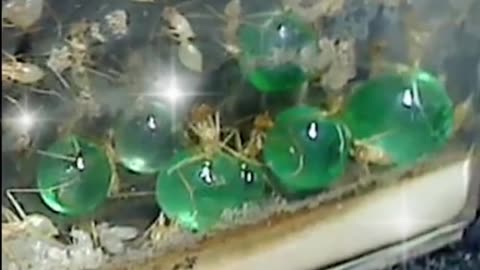 Ants Care Guide in Under A Minute