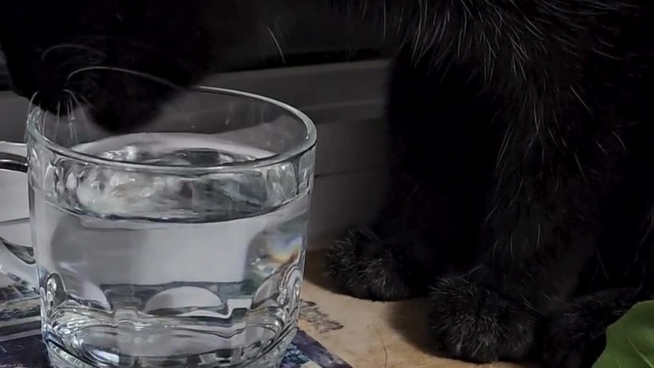 Cosmo the cat drinking water!