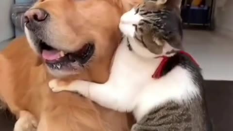 Cat and dog friendship ❤ ♥