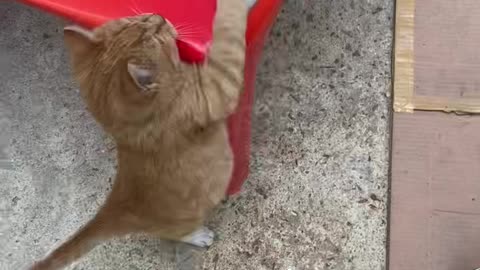 a cat playing with toys