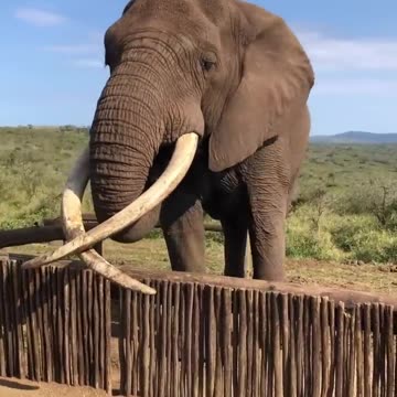 giant elephant with inverted tusks