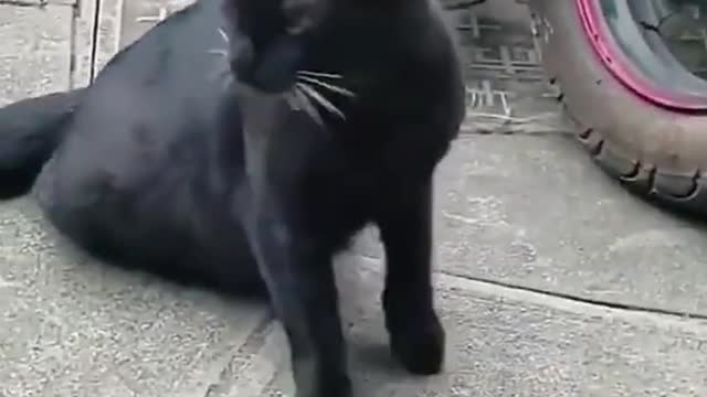 Funniest Cats and Dogs 🐱🐶 Part 13