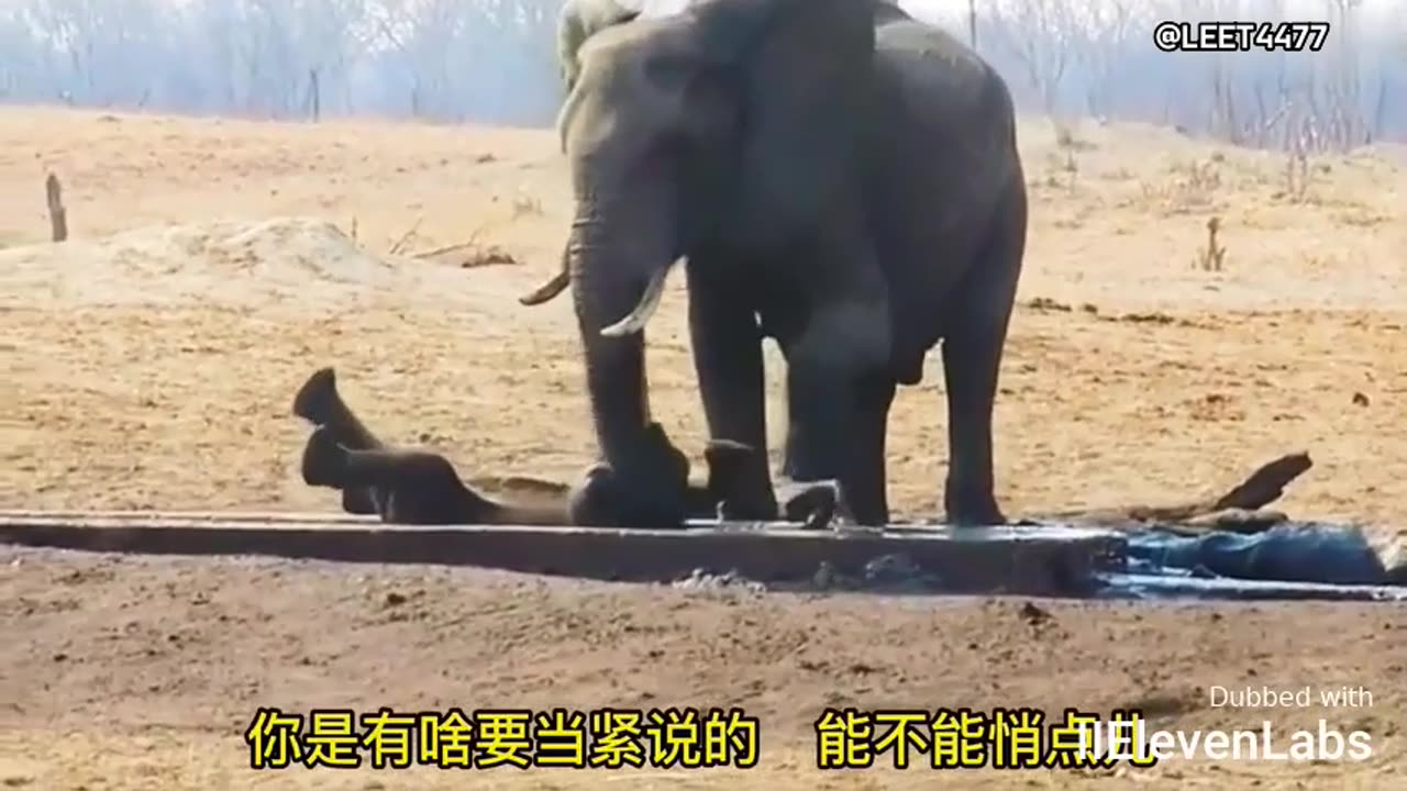 Father-son elephants engaging in a hilariously magical conversation!