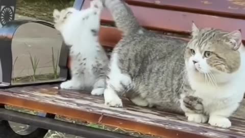 Cute kitten catvideos cats lovecats catlover kittens cat princesscat_