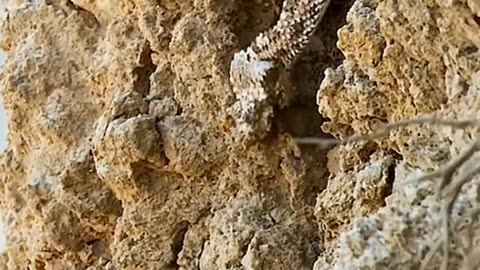 Intense Encounter: Snake's Ambush Attack on Sparrow