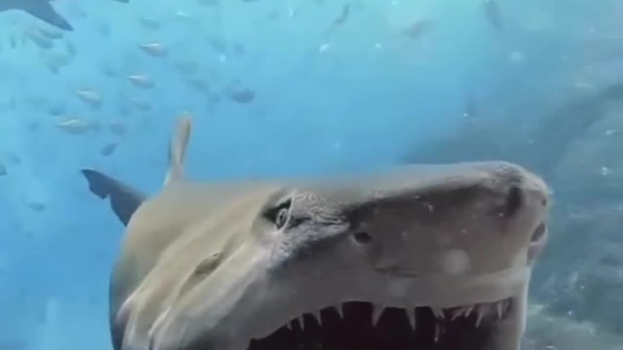 Beautiful teeth of shark fish under water.