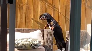 Dachshund Takes a Tumble