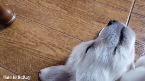 My Cute Golden Retriever Puppy Sleeping [CUTENESS OVERLOAD]