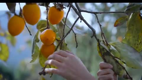 May the red, red persimmons bring you a happy, prosperous new year!❤️