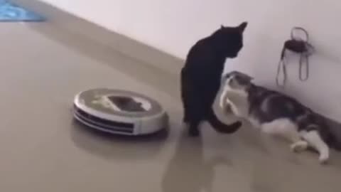 Respect To Animal //cat new vidio Cat dance viral