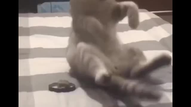 Gatinho quase vomita ao ver a comida de deram pra ele.