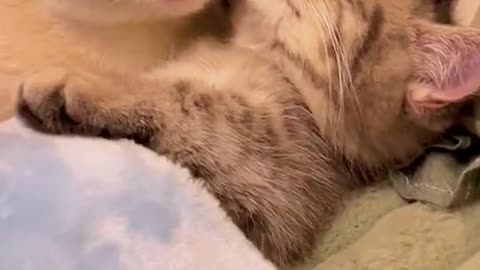 Smart and cute cat funny moments.😻😻😻😻😻funny animals caught on a camera part 1t