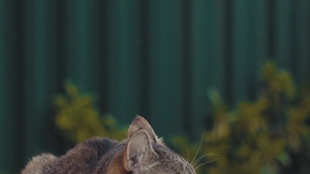 Big Cat Sitting