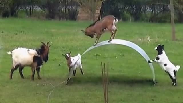 #animal #olympics