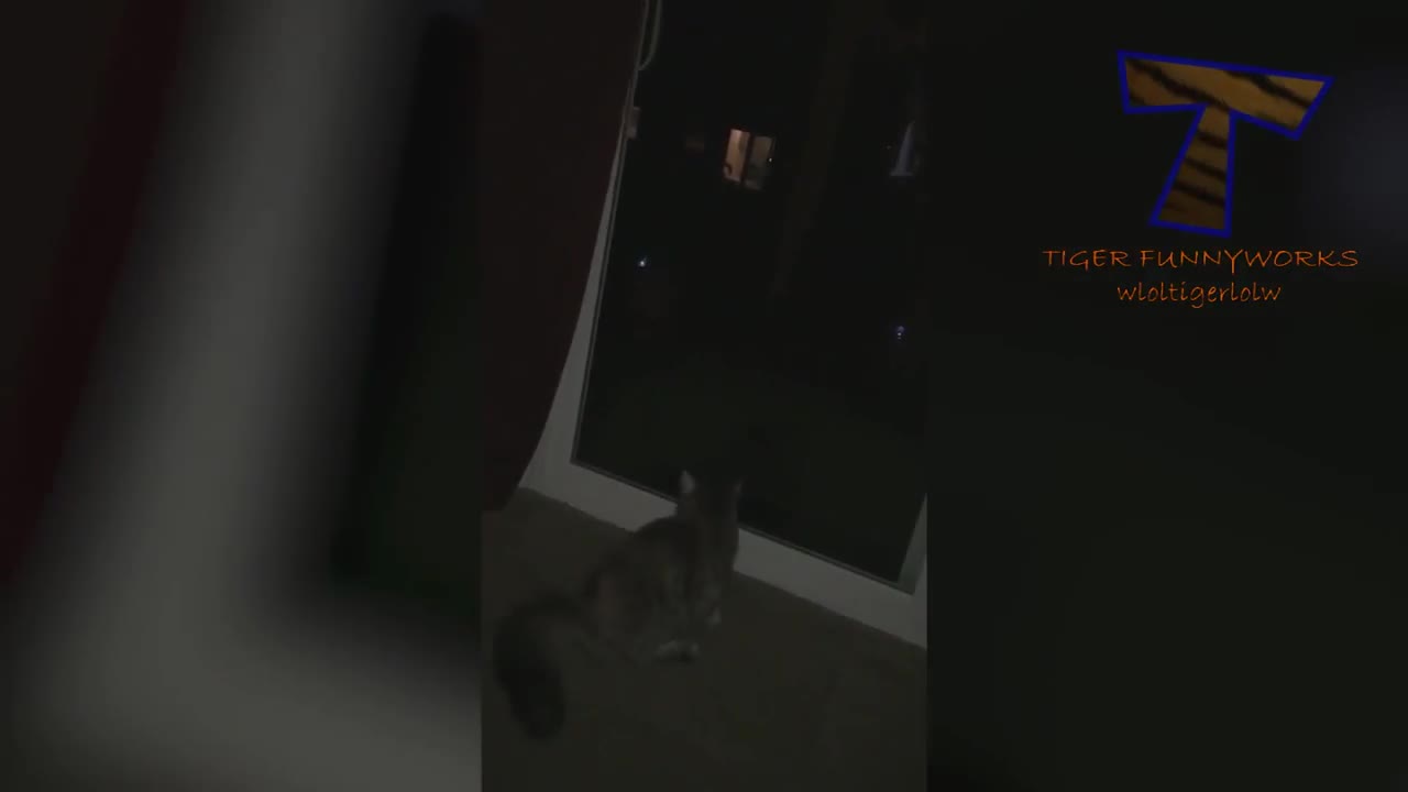CATS will make you LAUGH YOUR HEAD OFF - Funny CAT compilation
