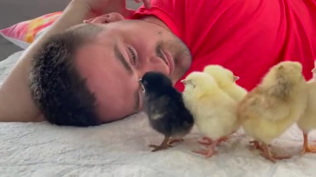 Baby Chicks Sleeping on My Chest!