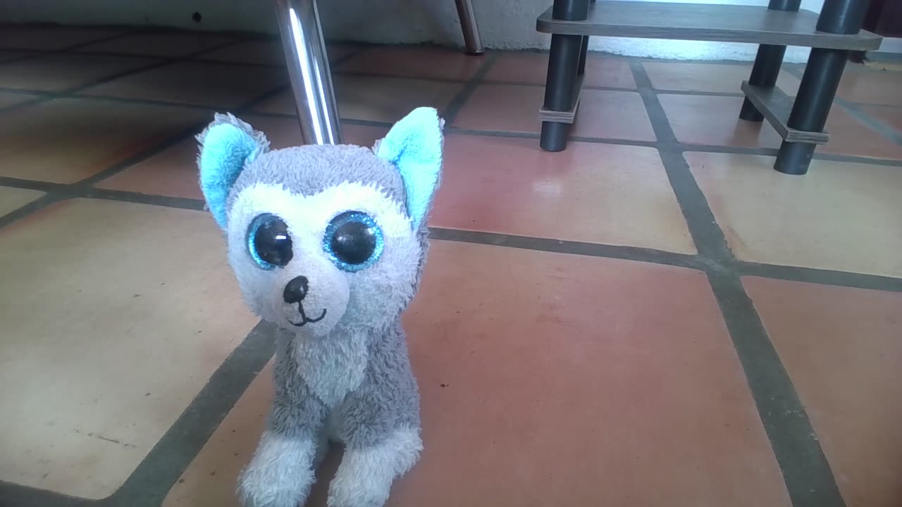 a dog name pup pup