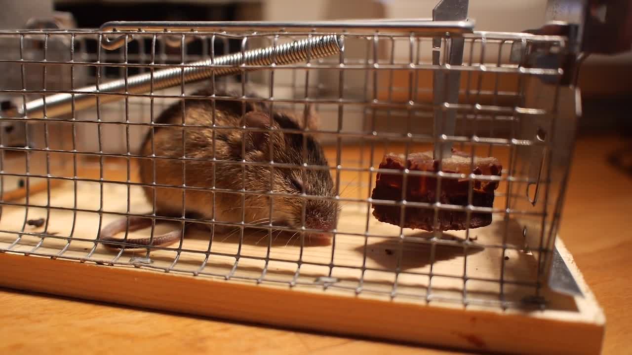 Mouse Cage Caught Sweet Funny Wait Animal Cheese