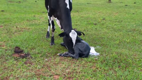 Vaca parindo