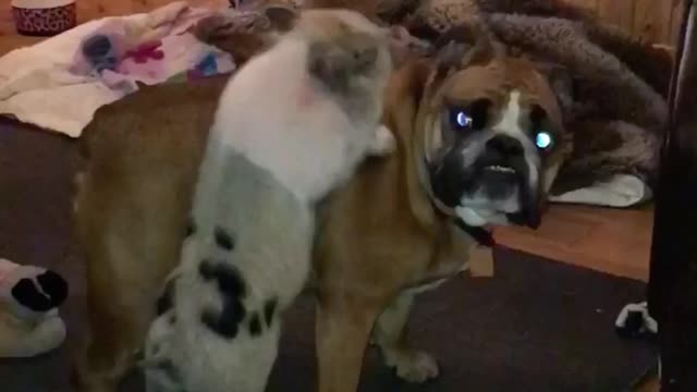 Baby Pig Harassing Bull dog