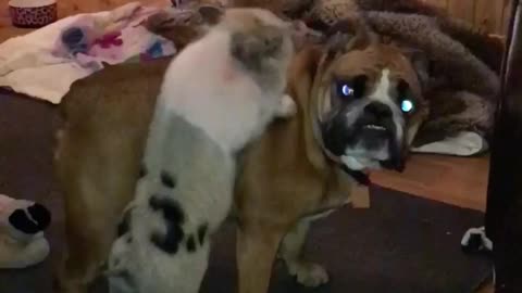 Baby Pig Harassing Bull dog