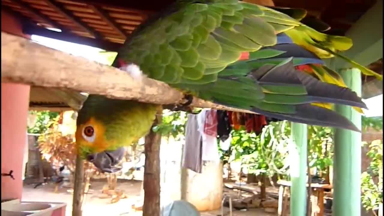 Papagaio Falando Cantando Sorrindo, papagaio Inteligente e Engraçado EU QUERO TR