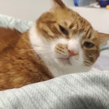 Fanny Cat Video And Cute Cat Video