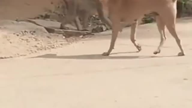 funny clips do not miss