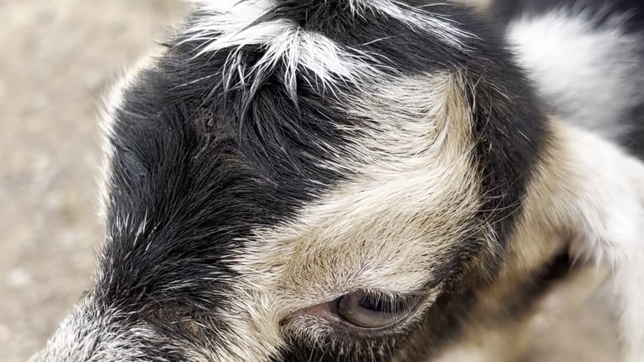 very funny new born goat