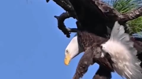 Bald eagles are inspiring images of Africa