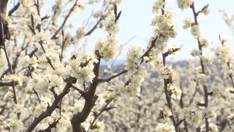 Picking Billions Of Plums In California