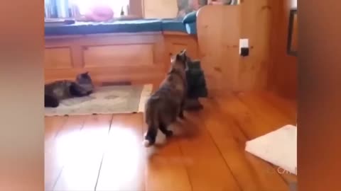 Funny cats and dogs funniest animals funny video of pets❤️🐶