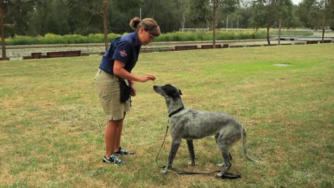 Train your dog to sit and drop