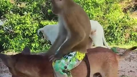 Monkey dog fight