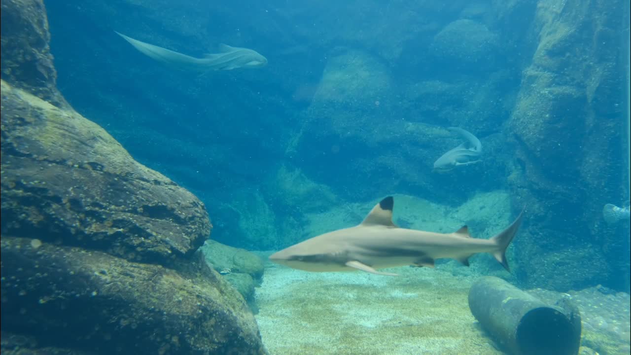 Amazing sea shark under the very beautiful sea