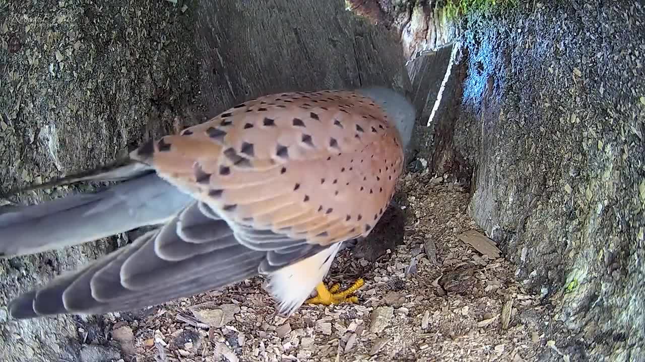 Kestrel Dad Learns to Care for Chicks After Mum Disappears-10