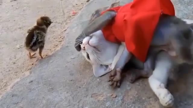 A CAT A CHICK AND A MONKEY