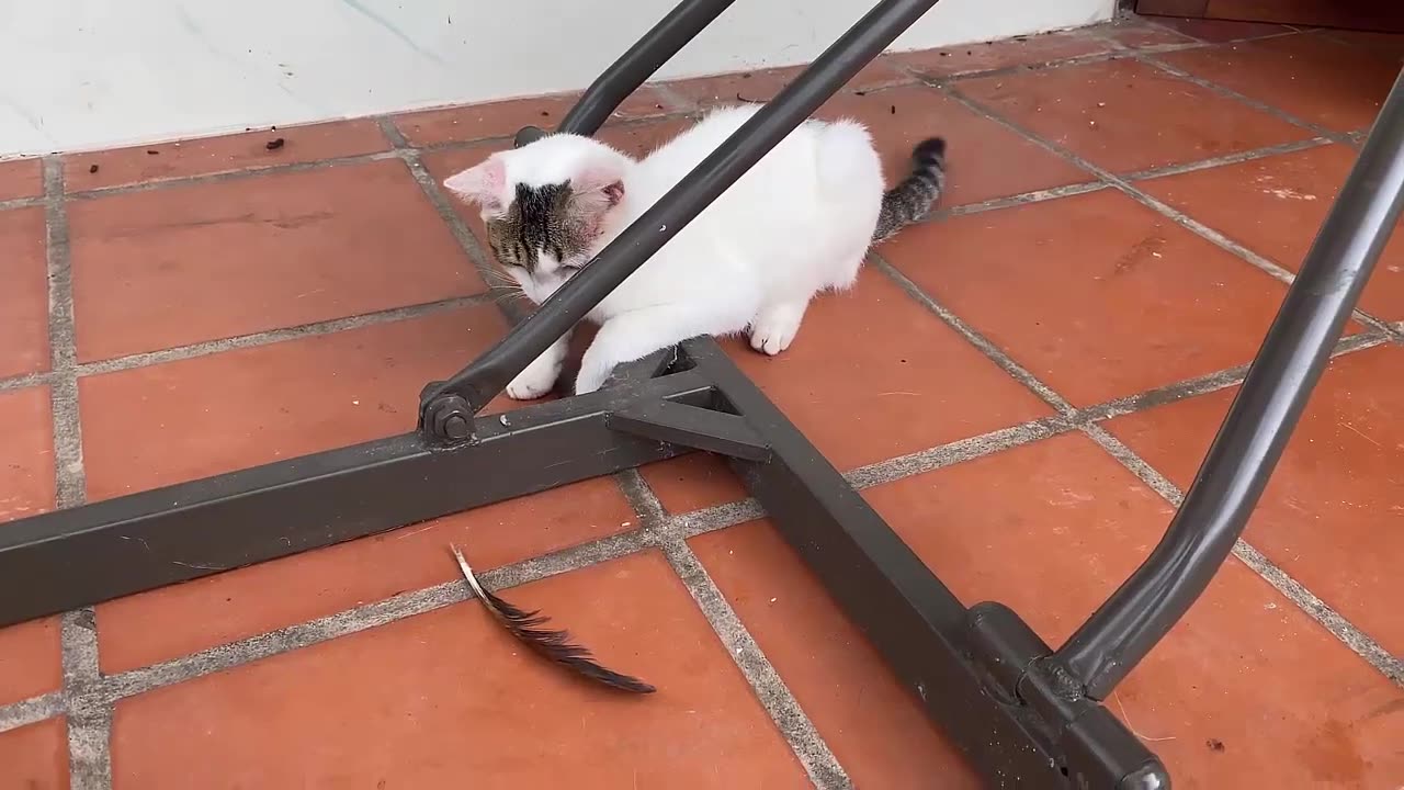 #funnycatvideo