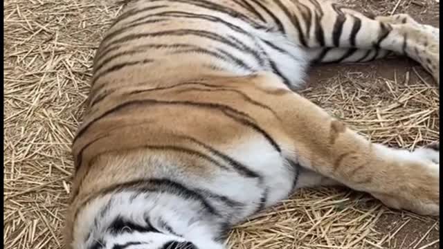 The tiger lay down as if unwilling to move