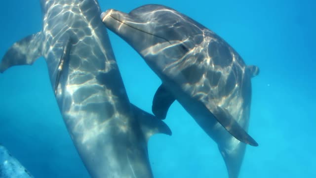 Dolphins swimming underwater