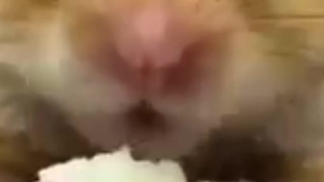 animals funny video very amazing 😬