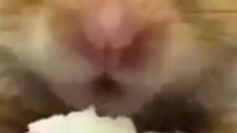 animals funny video very amazing 😬