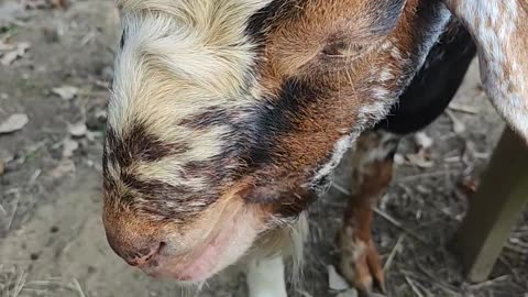 Rutting Goat Can't Keep His Thoughts to Himself