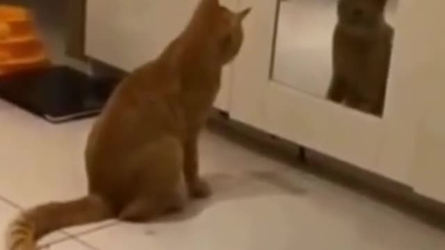 Funny Cat Videos of year 21➤😂😹 Attacking The Biggest Enemy of➤➤ Its' WIFE ➤➤➤😂😹It is funny