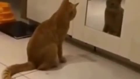 Funny Cat Videos of year 21➤😂😹 Attacking The Biggest Enemy of➤➤ Its' WIFE ➤➤➤😂😹It is funny